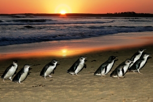 Phillip_Island_Penguin_Parade_at_Sunset